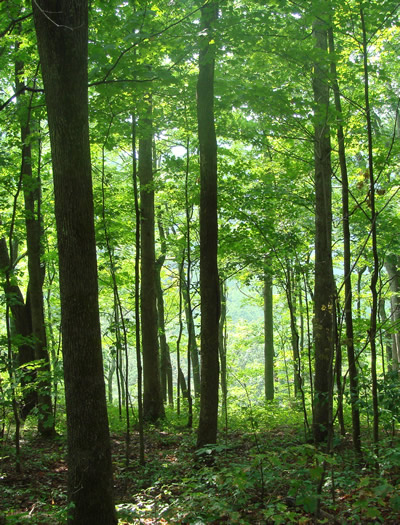 forest